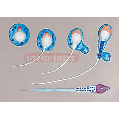 Interlabs? Spermatogenesis, 5 Pc